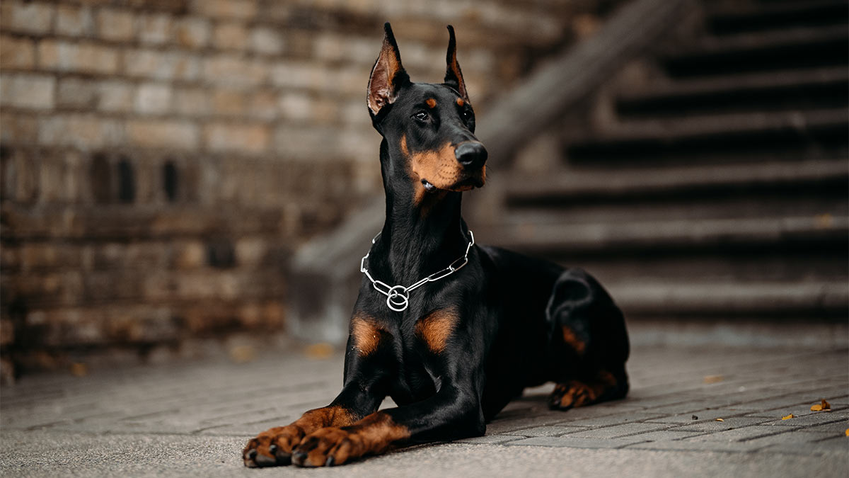 Доберман