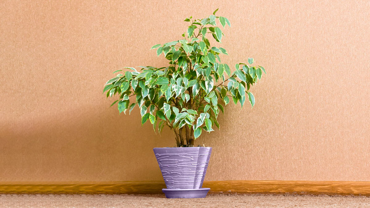 Фикус бенджамина