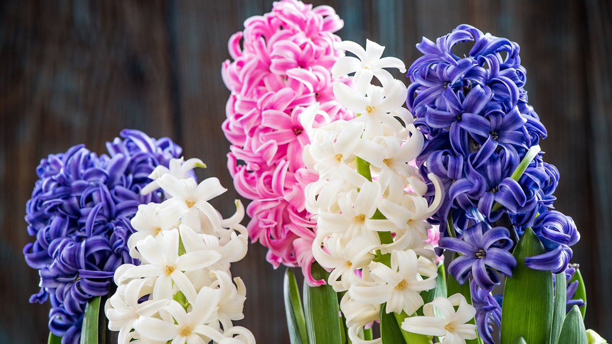 Гиацинт