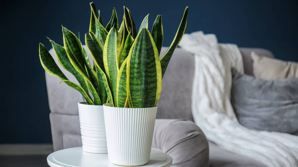 Растение Сансевиерия