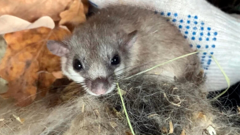 В Московском зоопарке ненадолго вышла из зимней спячки соня