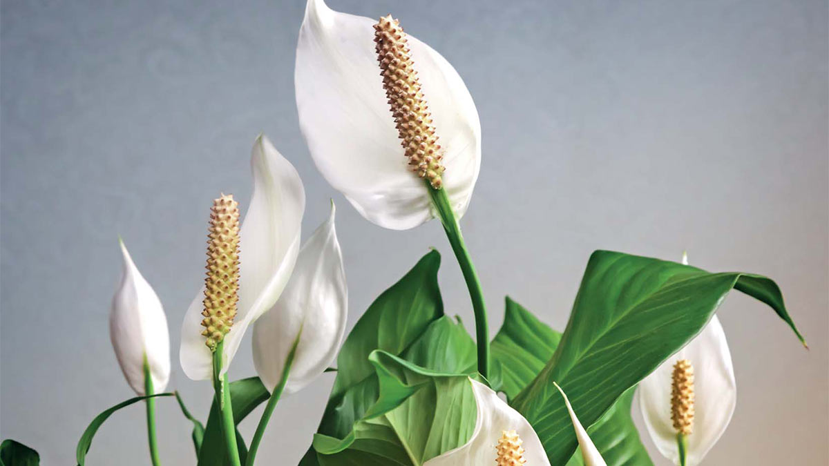 Спатифиллум