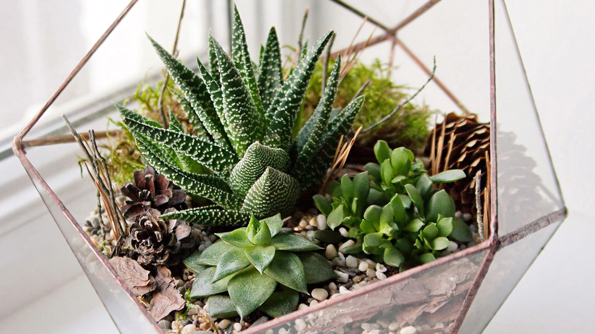 Суккуленты