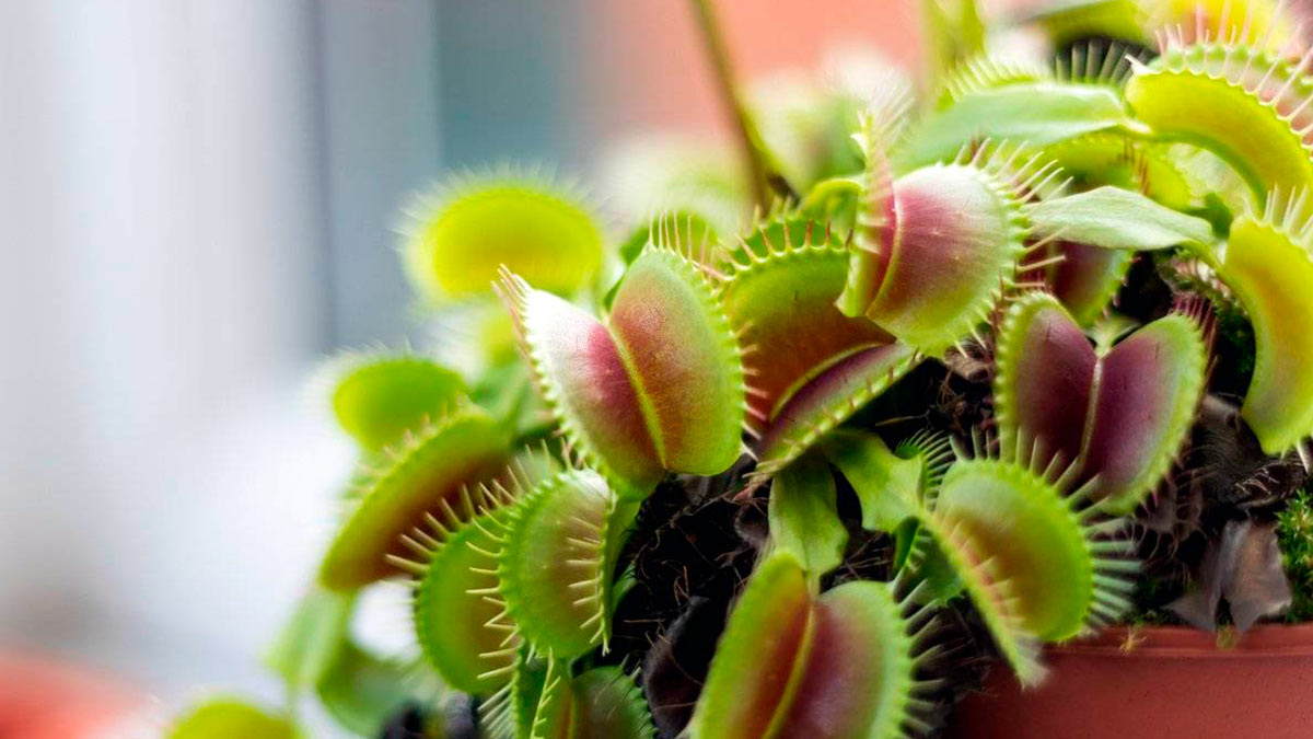 Венерина мухоловка