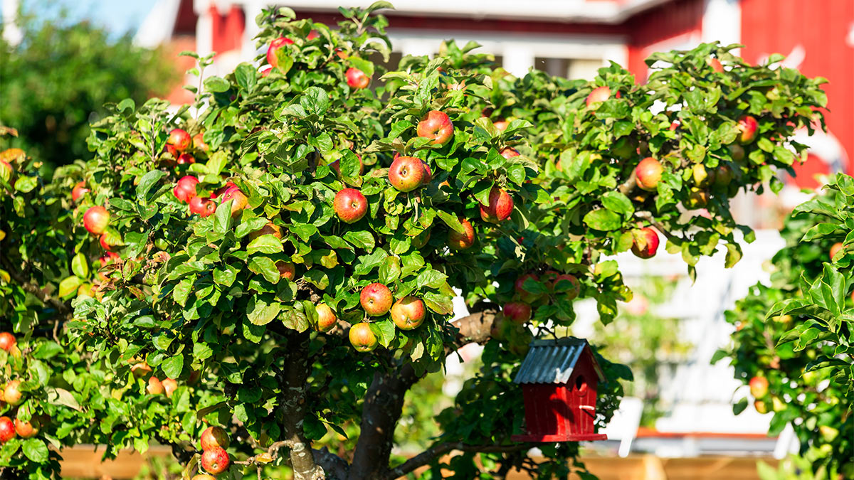 Яблоня на даче