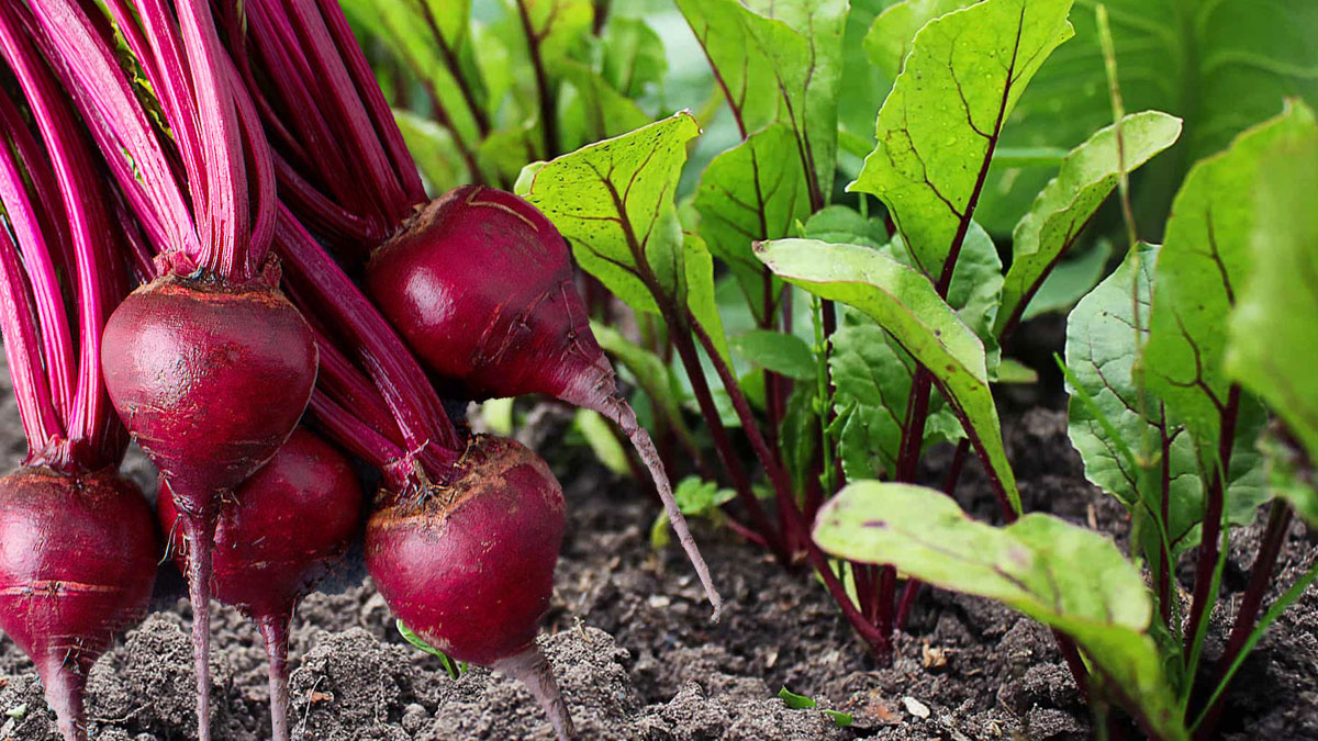 Когда сажать свеклу
