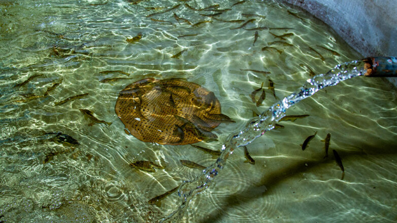 "Ростерминалуголь" провел мероприятия по восполнению водных биологических ресурсов