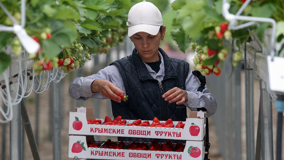 Сбор клубники в теплице компании "Крымская овощная фабрика" в селе Холмовка Бахчисарайского района.