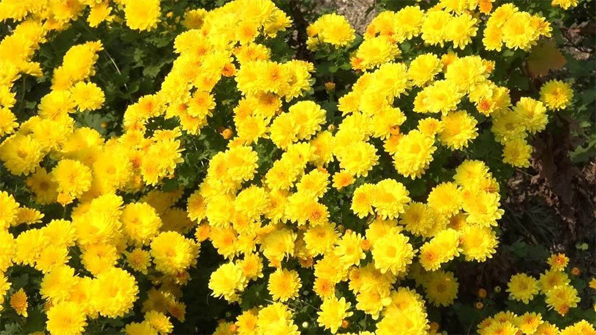 Хризантема