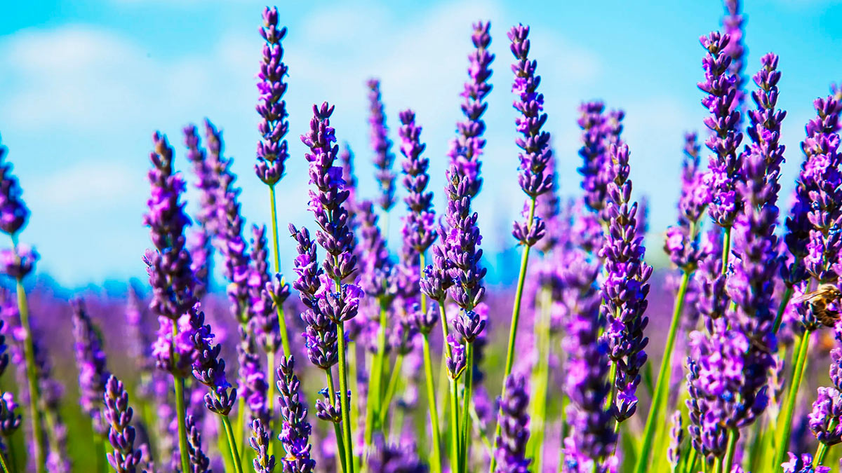 Лаванда