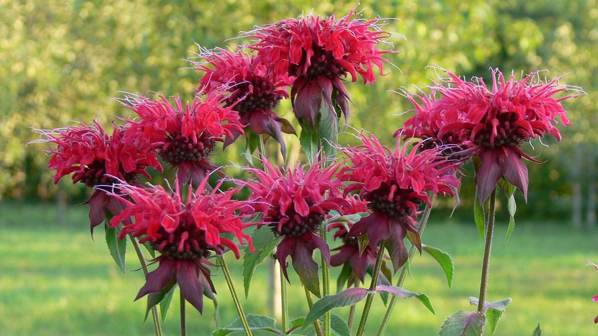 Растение Монарда