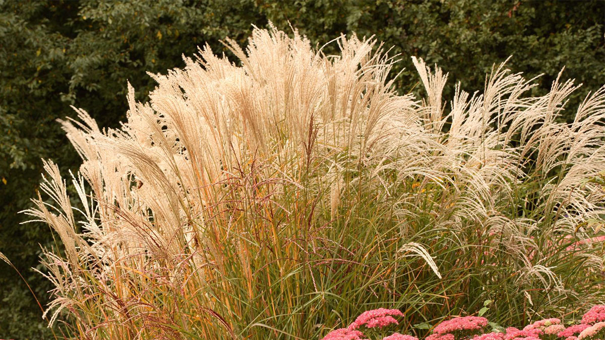 Пампасная трава