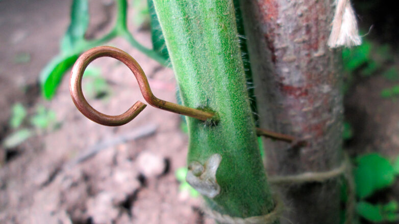 Как вылечить помидоры от фитофторы: советы опытных дачников