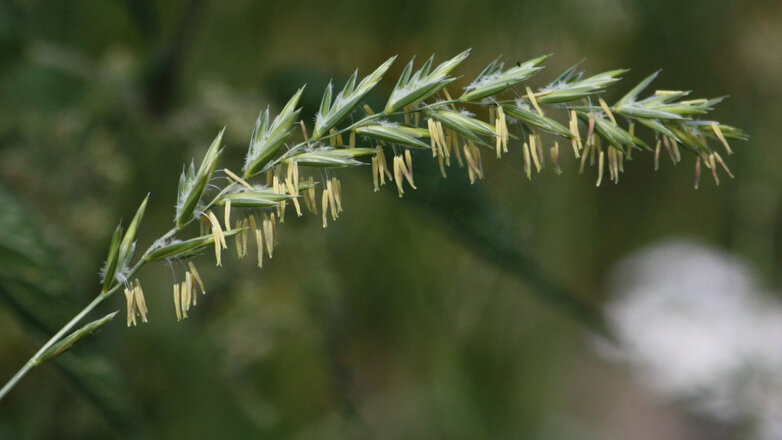 Как избавиться от пырея на участке: советы специалистов