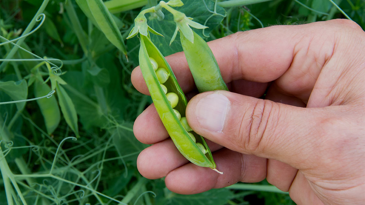 Выращивание гороха