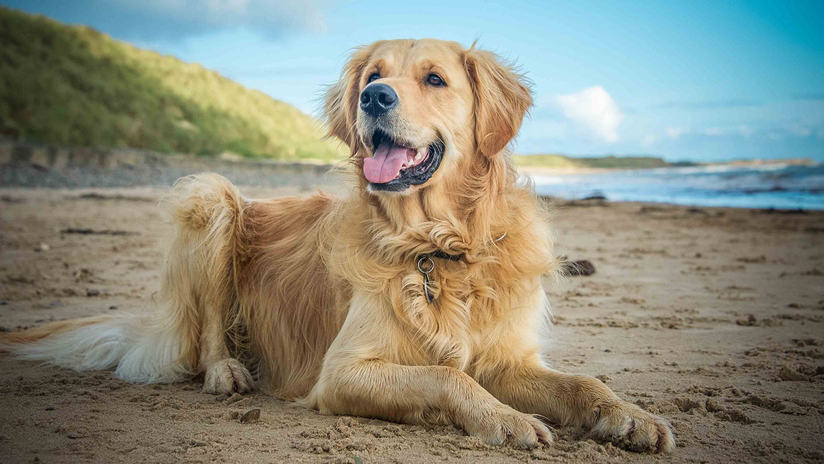 Золотистый ретривер