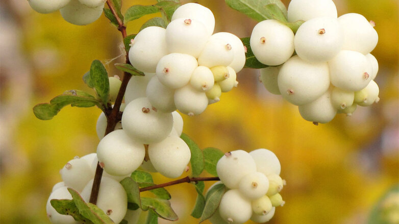 Ядовитые и опасные: 10 ягод, которые ни в коем случае нельзя есть