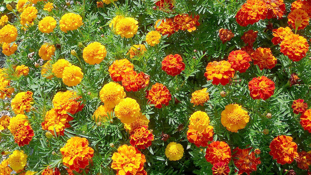 Какие растения отпугивают змей