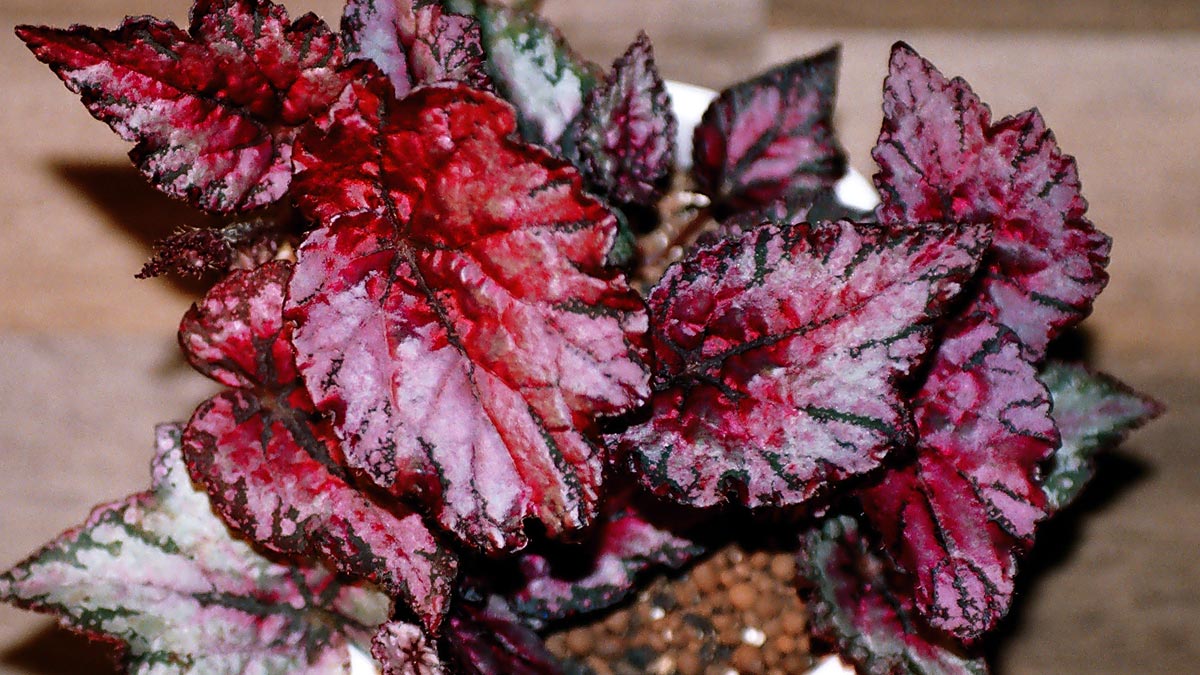 Фиолетовые растения для дома