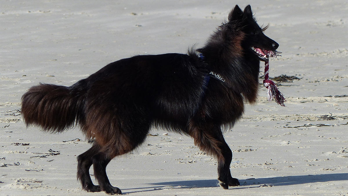 Грюнендаль