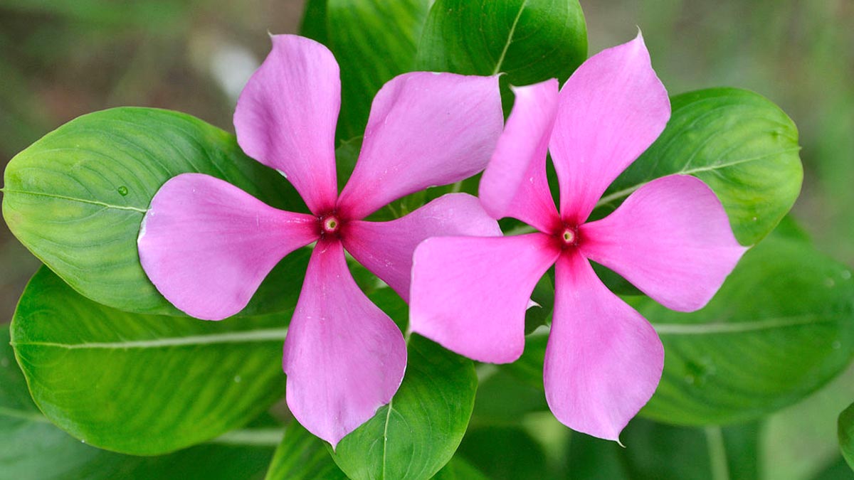 Катарантус (барвинок розовый)