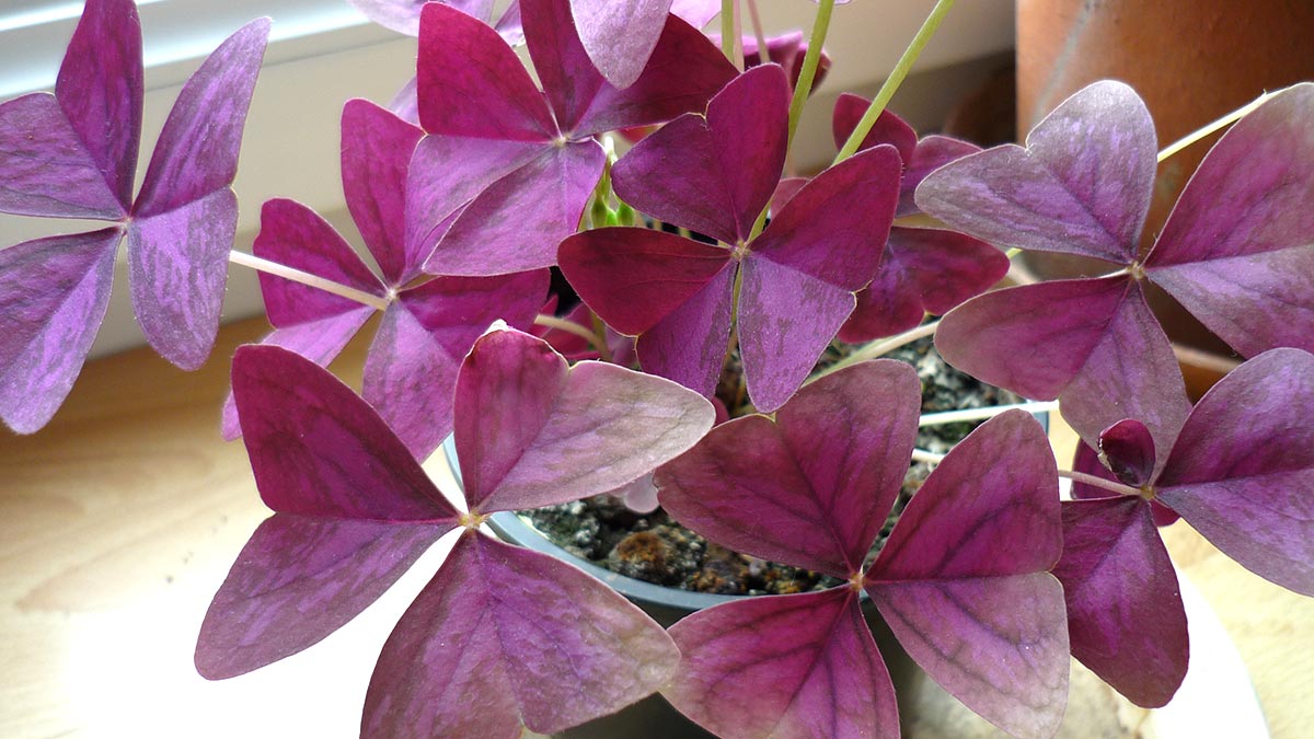 Фиолетовые растения для дома