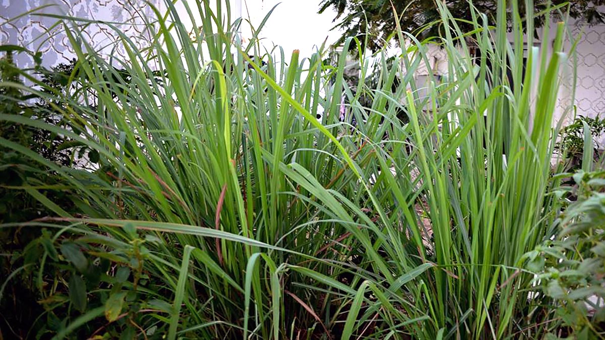 Какие растения отпугивают змей