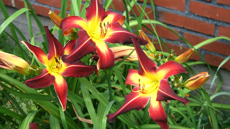 Ближе к свету: 5 растений для посадки на солнце