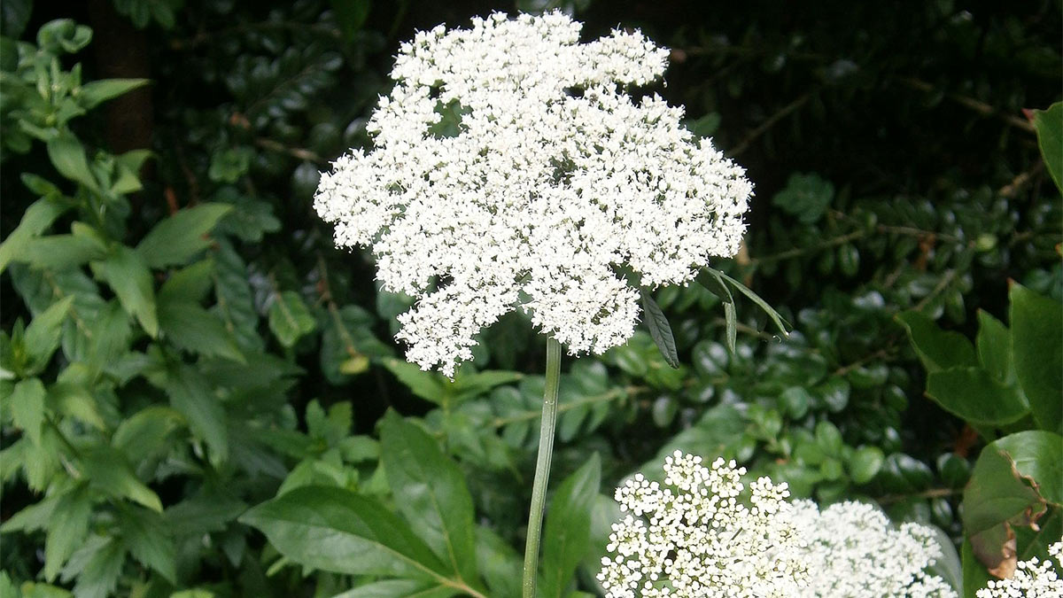 Пусторебрышник обнаженный