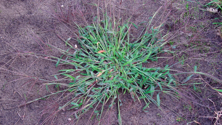 Газонные сорняки: 5 распространенных сорных трав и как от них избавиться