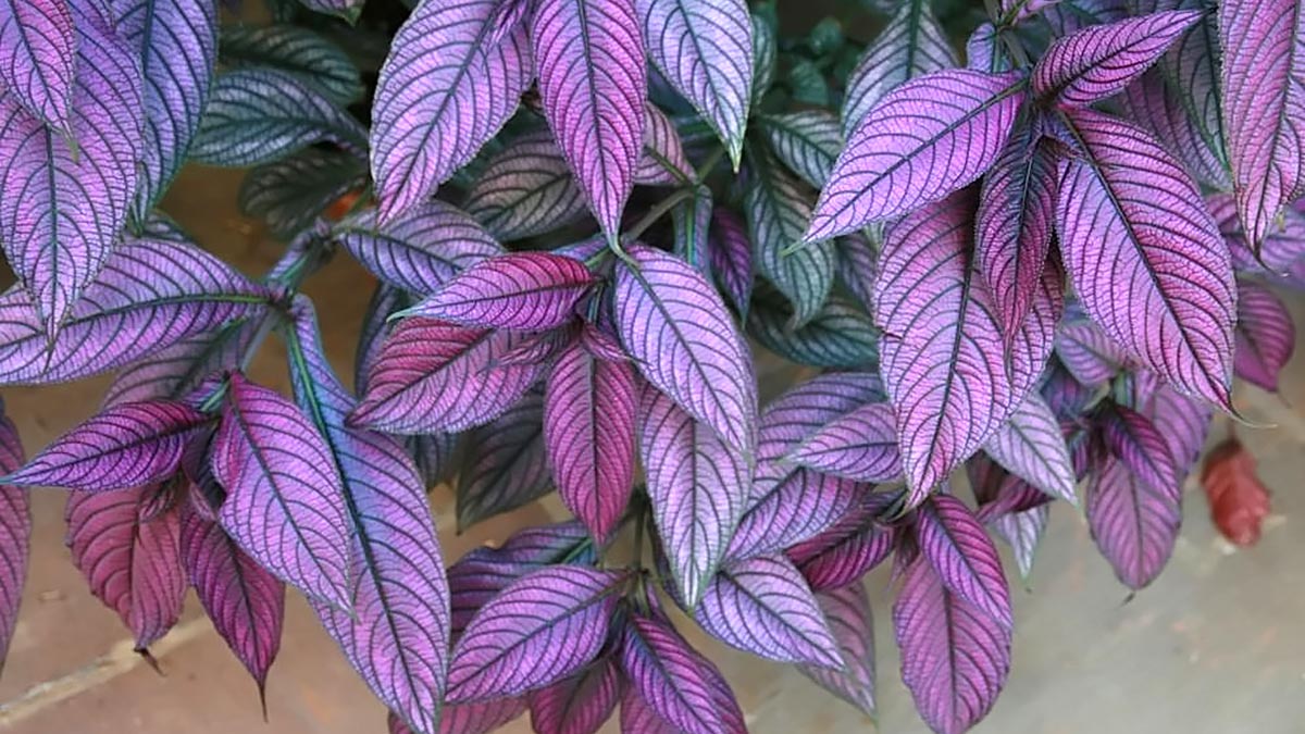 Фиолетовые растения для дома