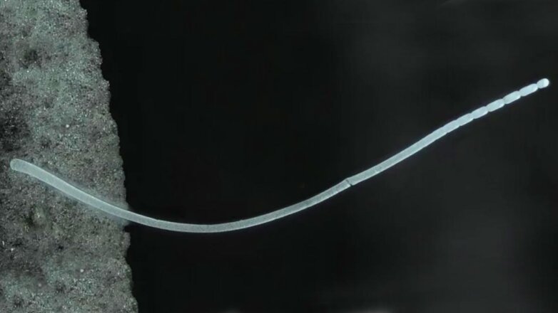 Ученые выяснили, как размножается самая крупная бактерия