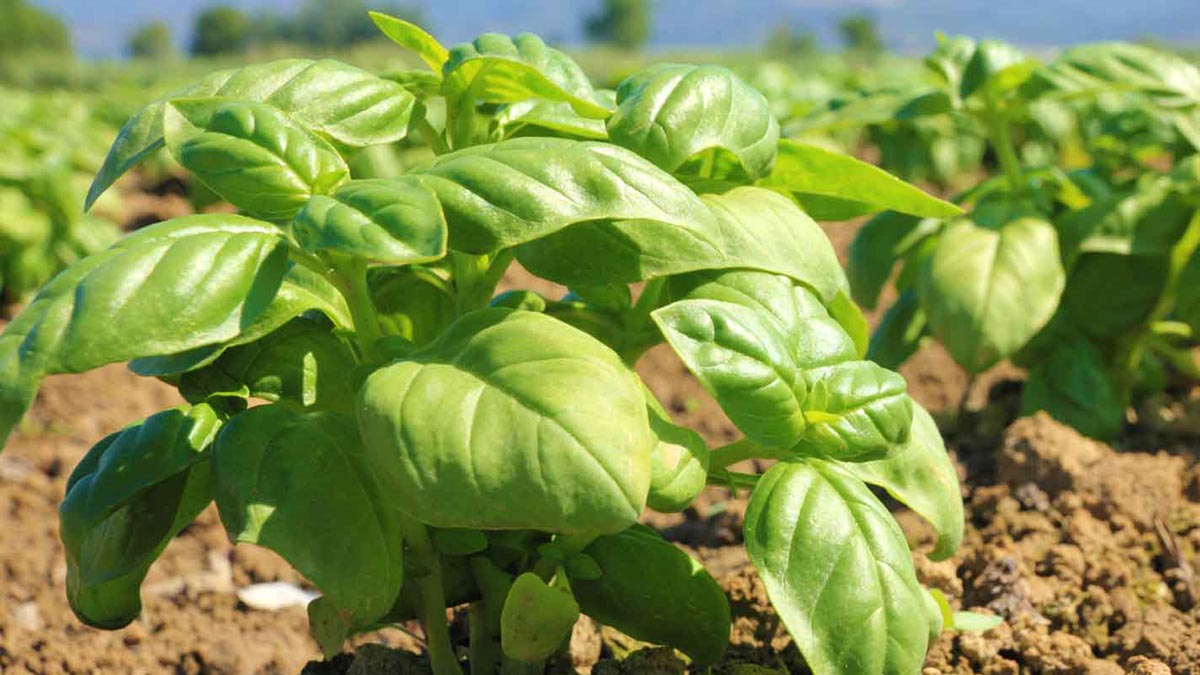 Какие растения отпугивают змей