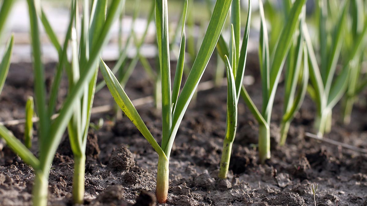 Чем и как подкормить чеснок l