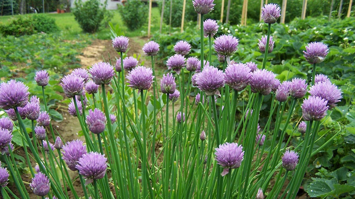 Какие растения отпугивают змей