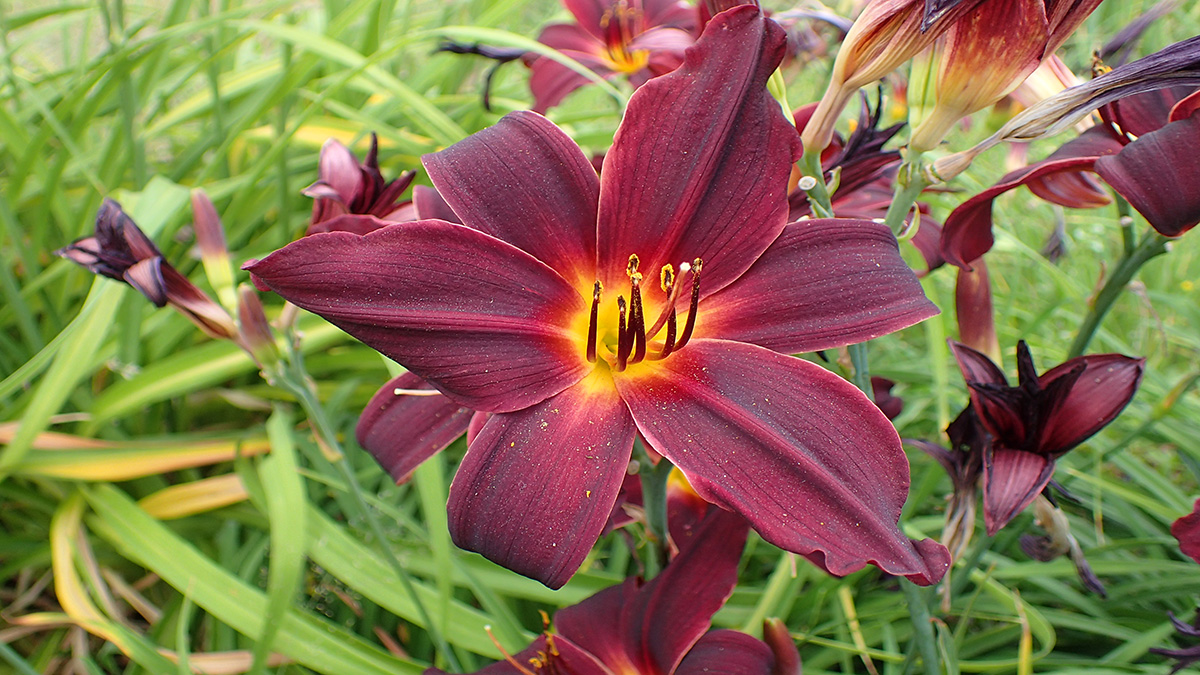 Неприхотливые многолетние цветы