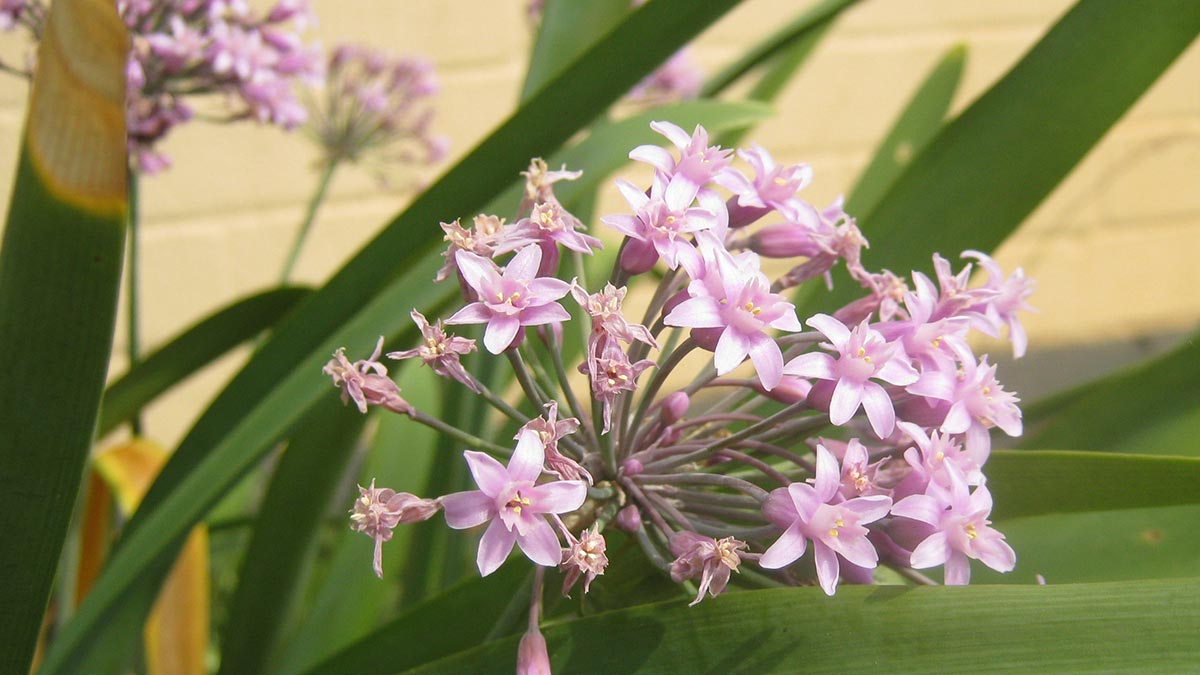 Какие растения отпугивают змей