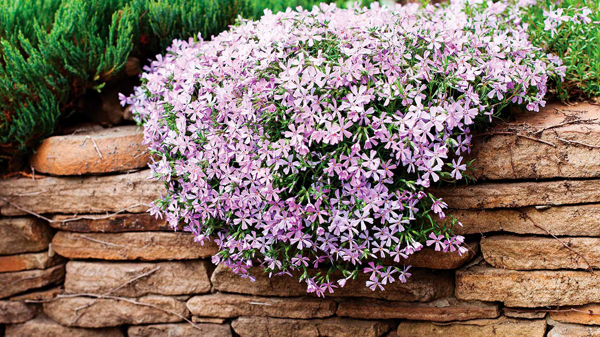 Флокс шиловидный