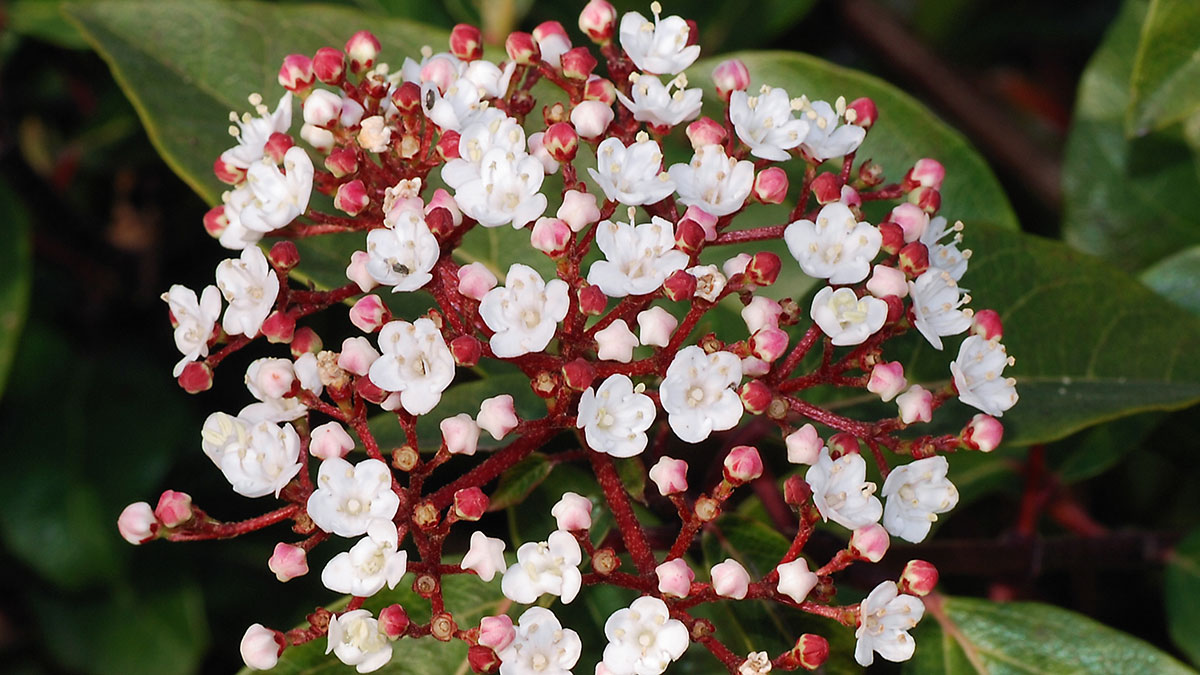 Калина лавролистная