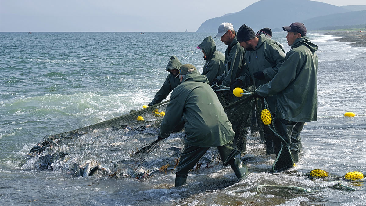 Ловля рыбы сетью