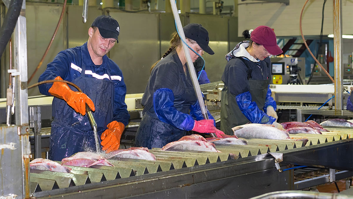 Обработка и разделка рыбы