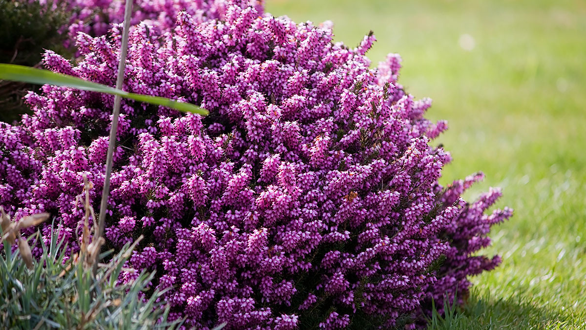 Вереск обыкновенный