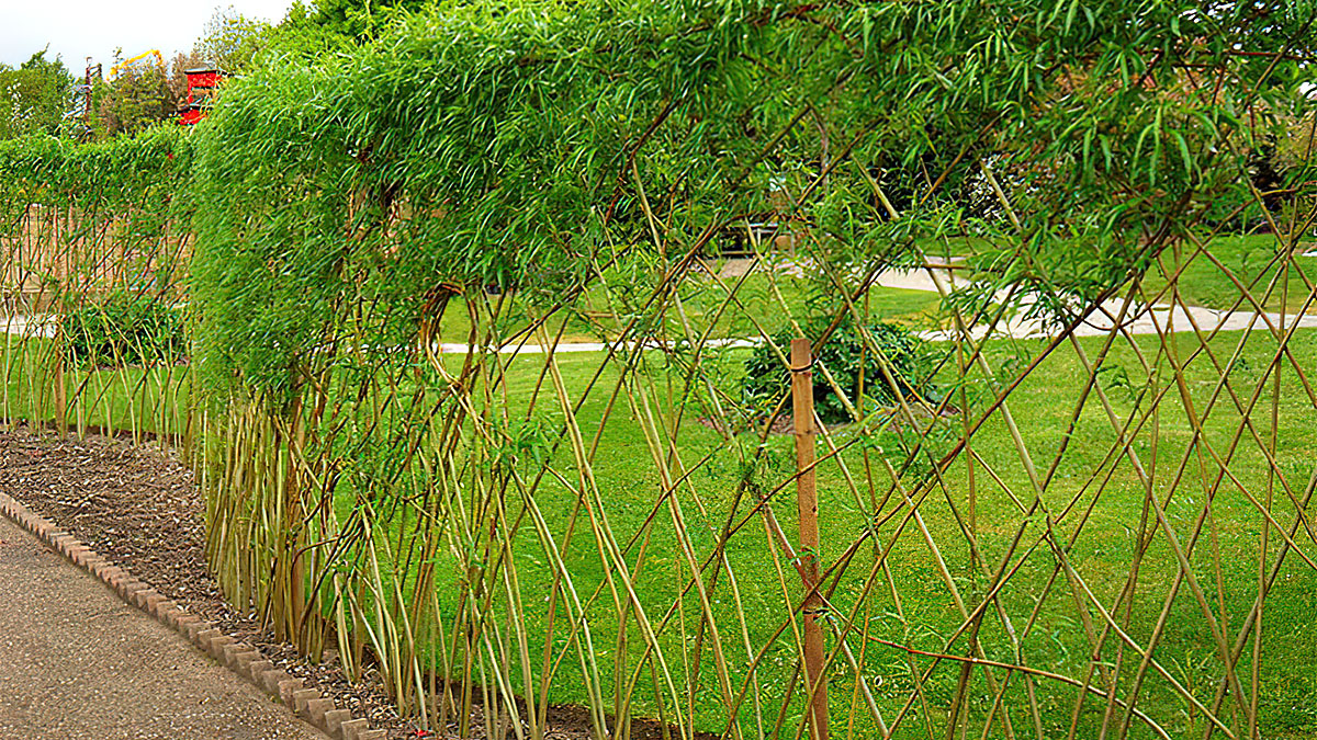 Идеи плетеного забора для дачи