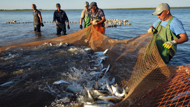 Закат дикой природы: на Земле началось шестое массовое вымирание