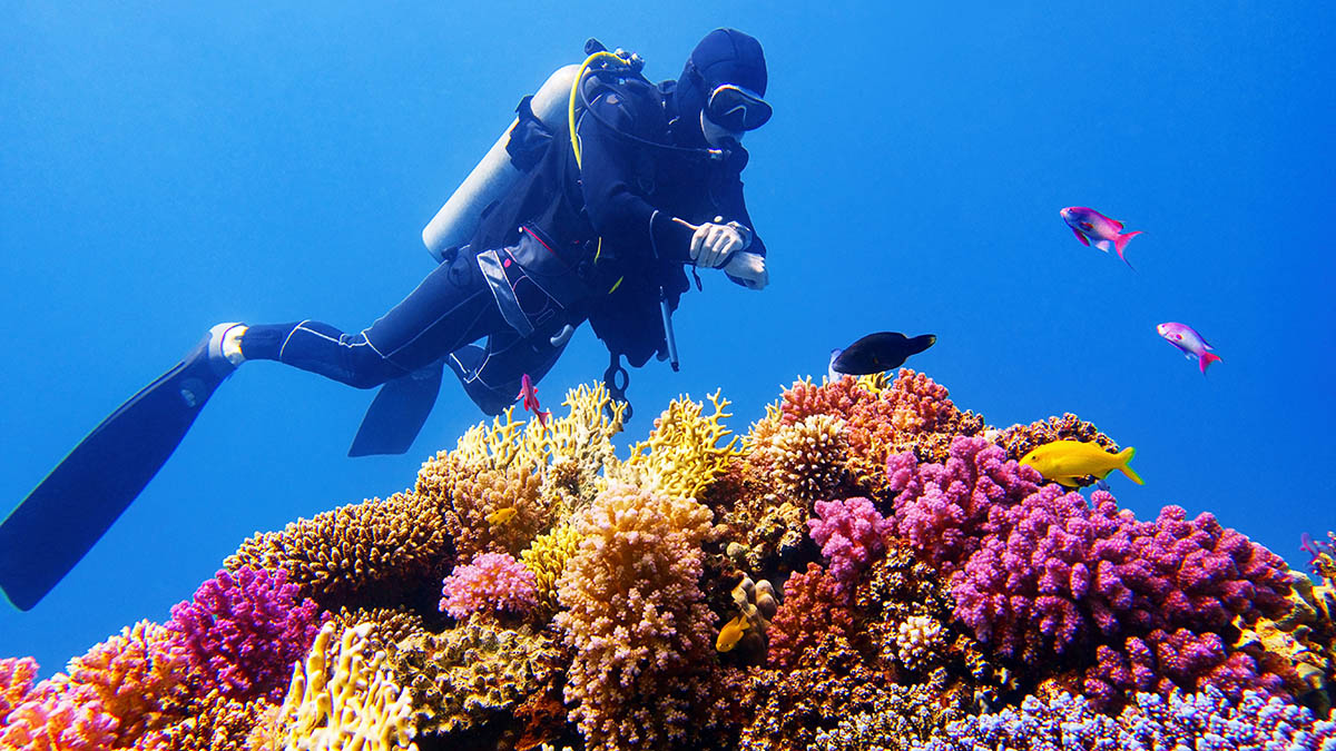 Кораллы Большого барьерного рифа