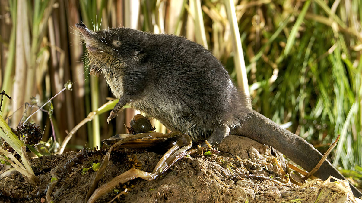 Русская выхухоль