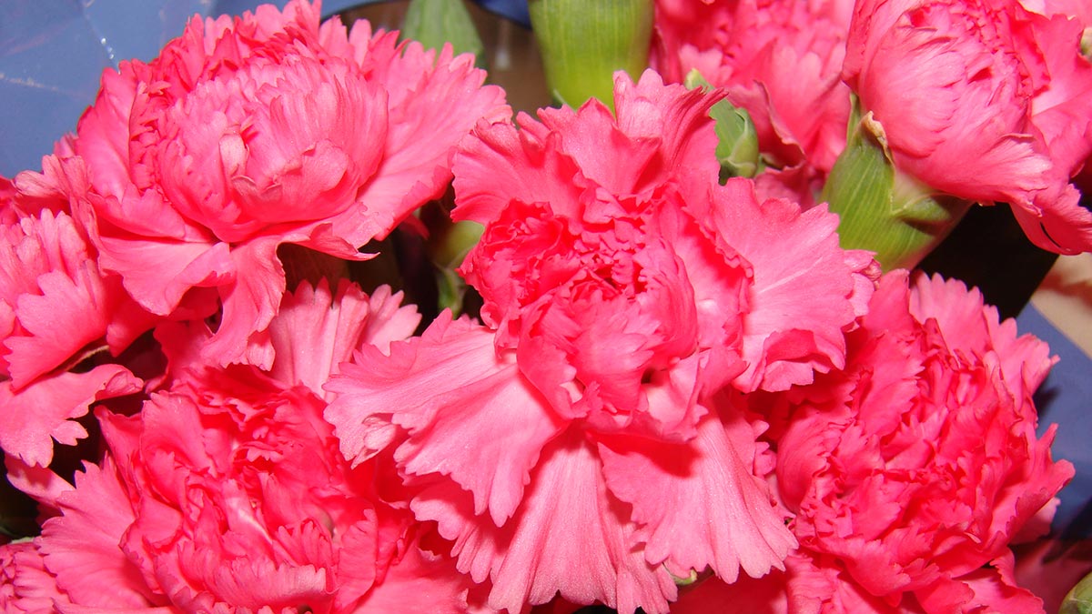 Гвоздика Шабо