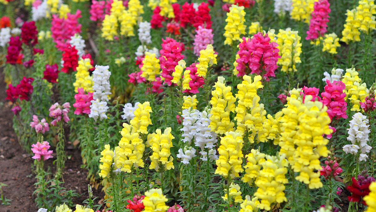 Львиный зев