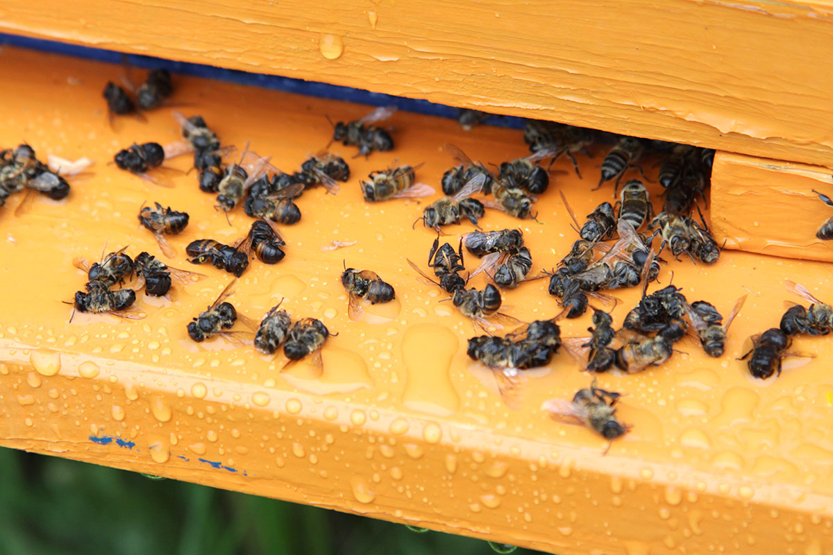 Мертвые пчелы в улье