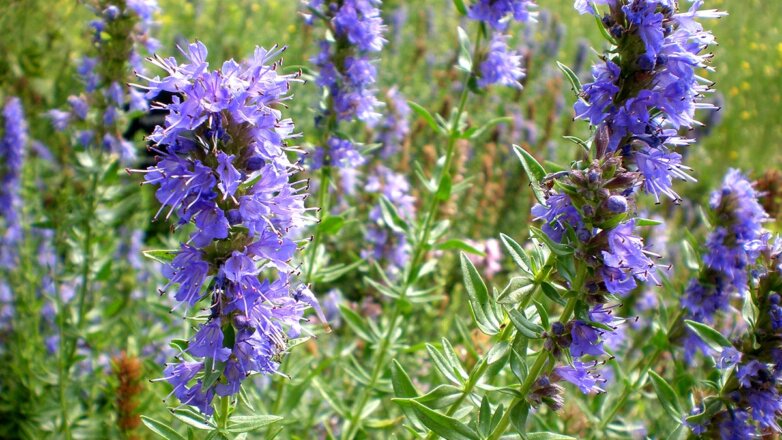 Переживут зиму и зацветут весной: какие многолетники не надо обрезать осенью